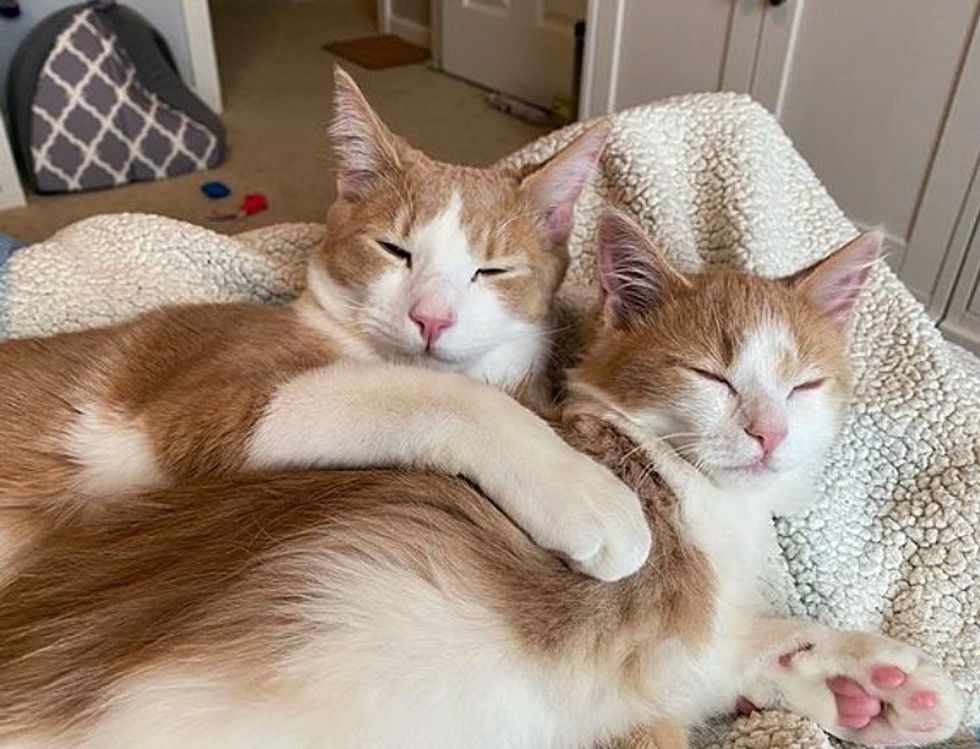 cats best friends hugs