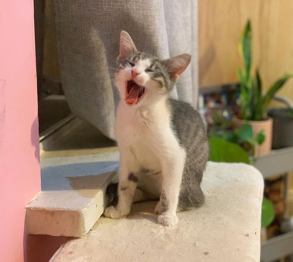 happy yawning kitten