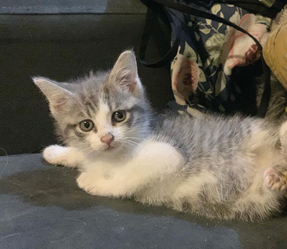 stray kitten indoors tank