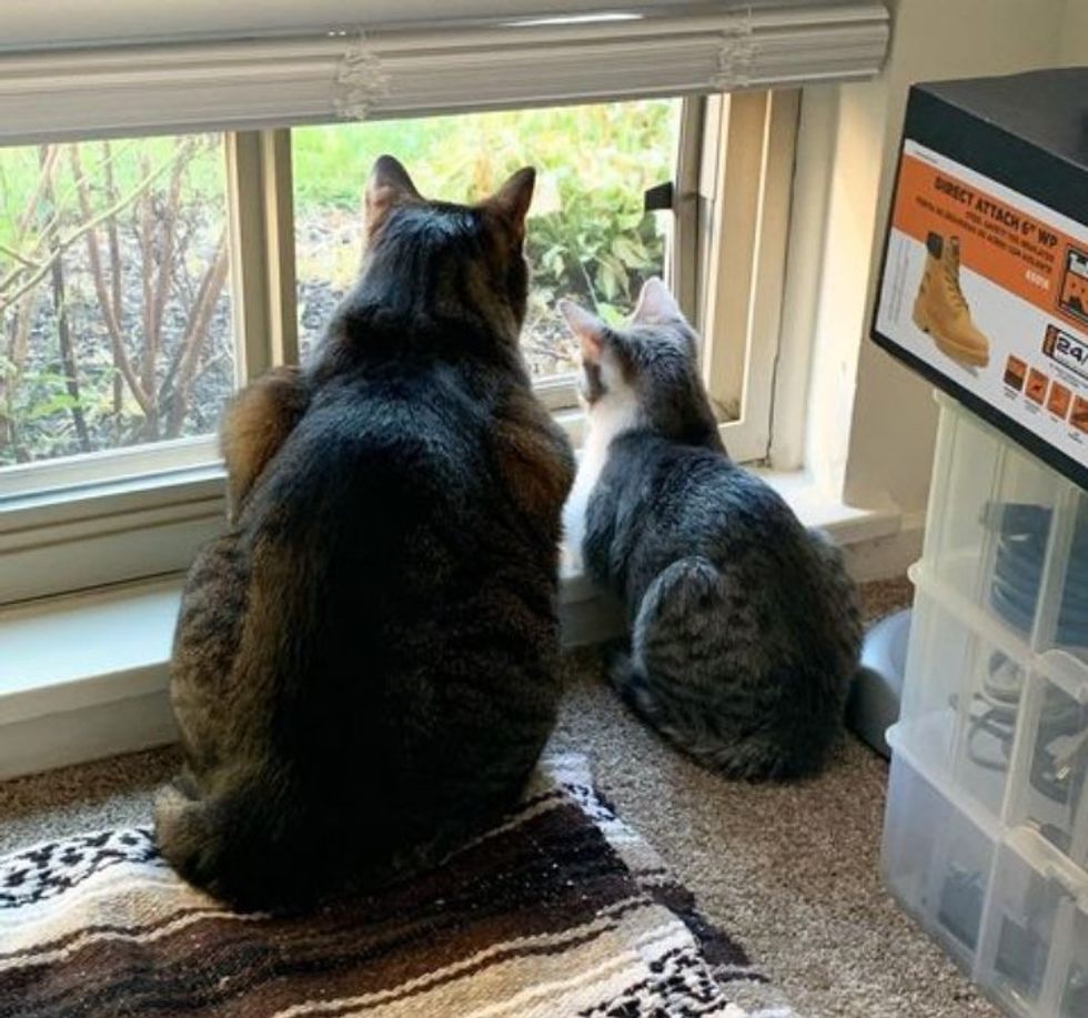 cat kitten window watching