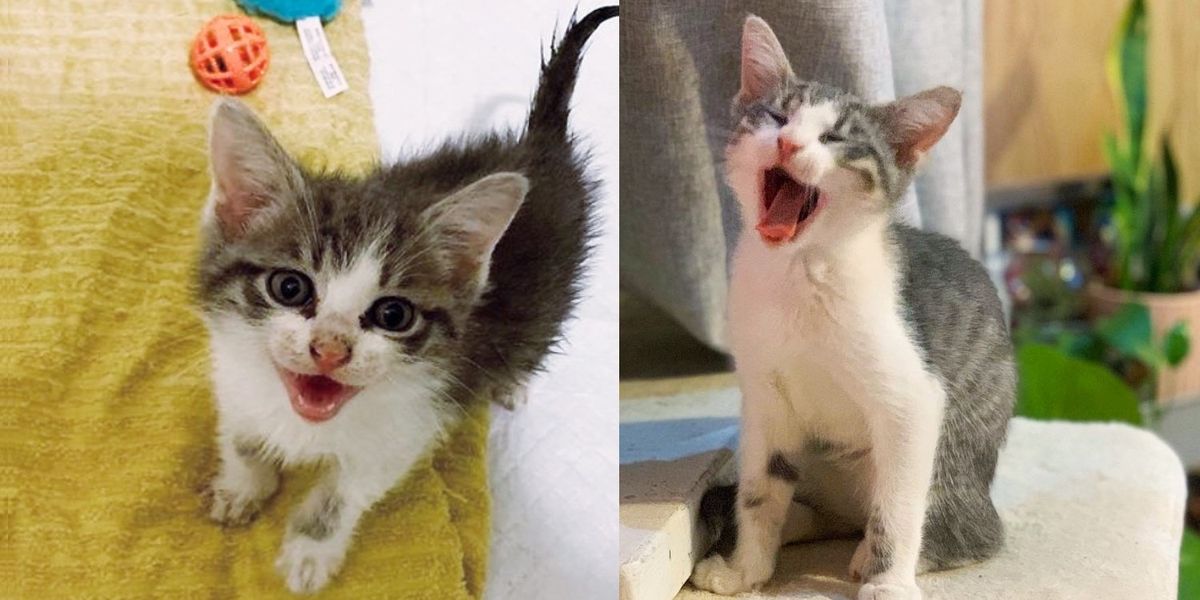 Kitten Has a lot to Say, Not Only Finds Someone to Help Him But Also a