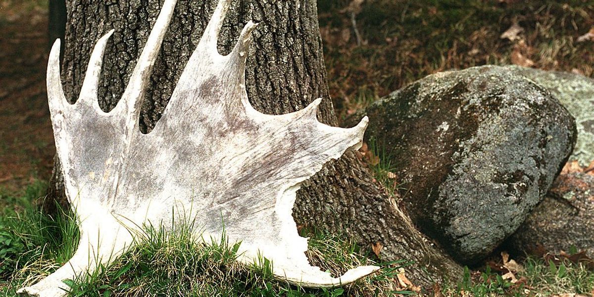 NextImg:Dad confesses to killing elderly sex offender with moose antler; says man stalked his daughter