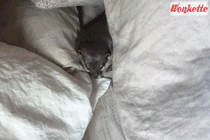 How To Tell If Your Cat Loves You, According To Science! Tabs, Mon., March 13, 2023