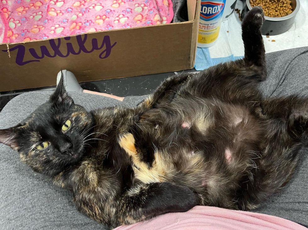 tortie thigh  cat