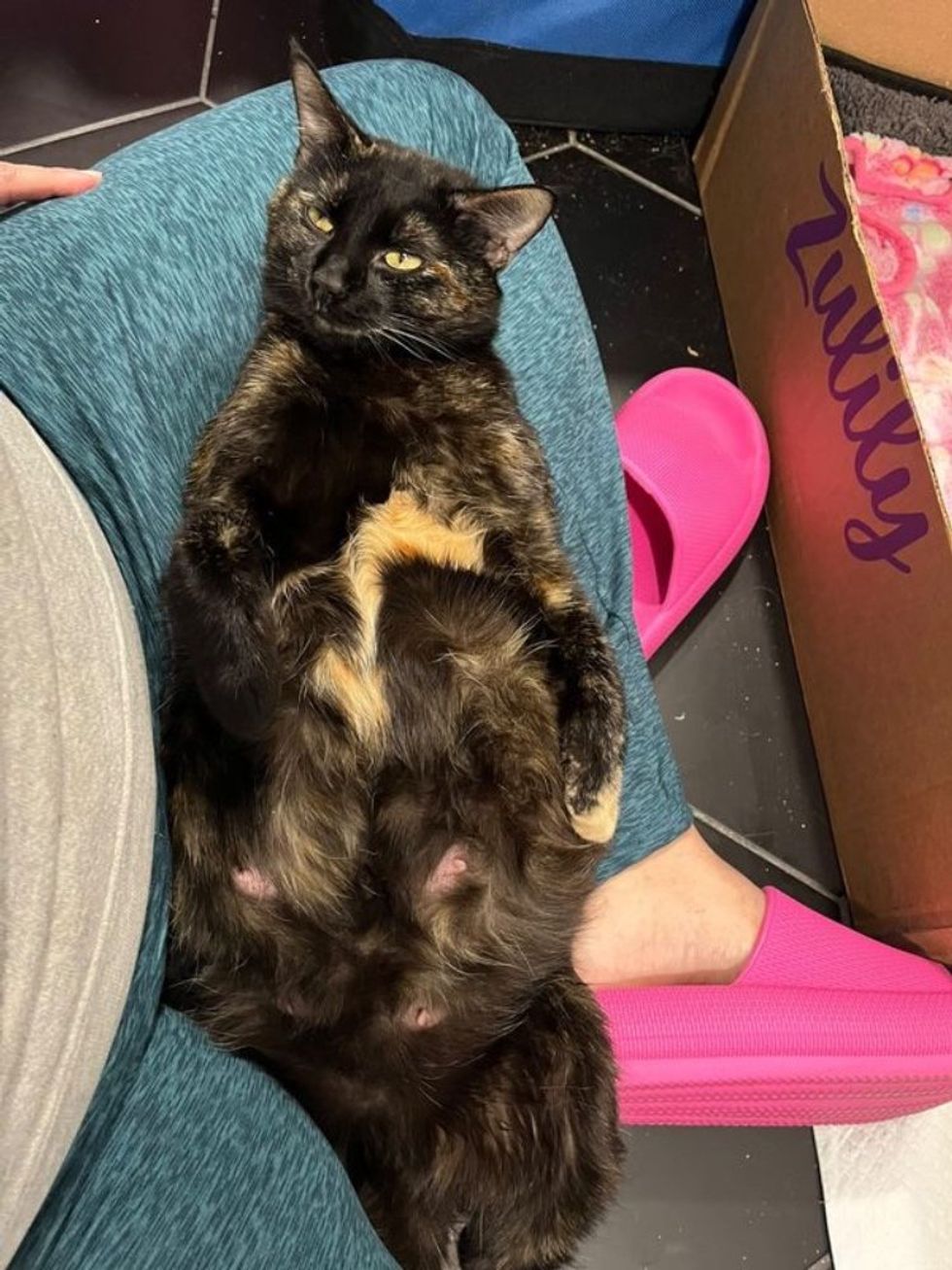 tortie thigh  feline  karaoke