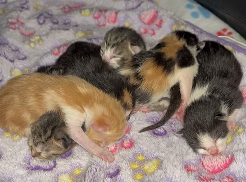 newborn kittens sleeping