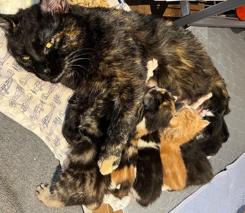 cat mom nursing kittens