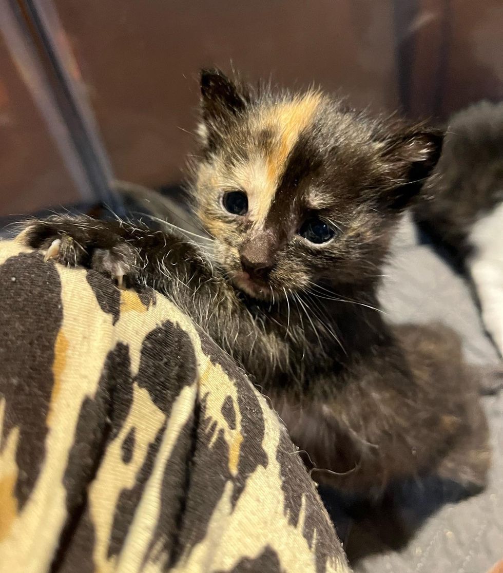 tortie kitten cute