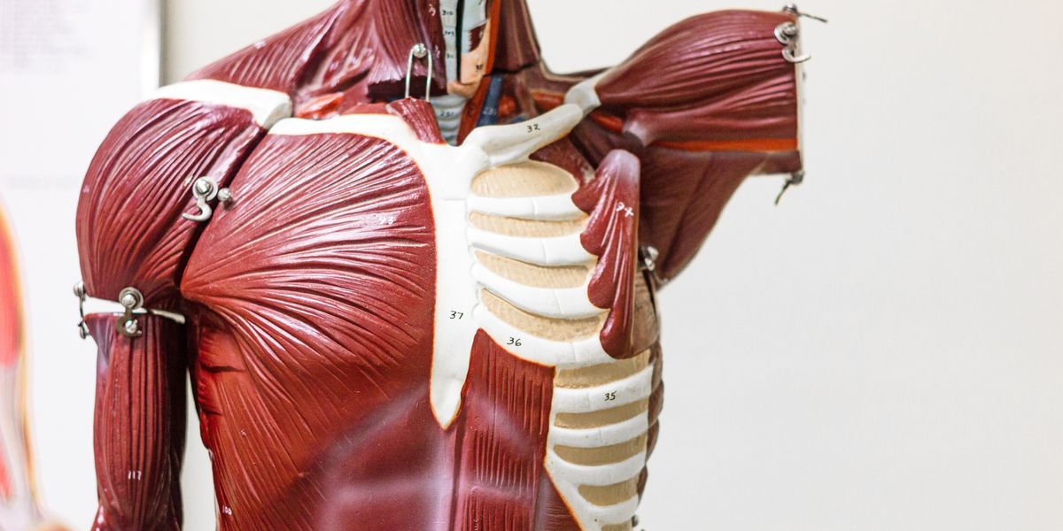 Photograph of an anatomy model