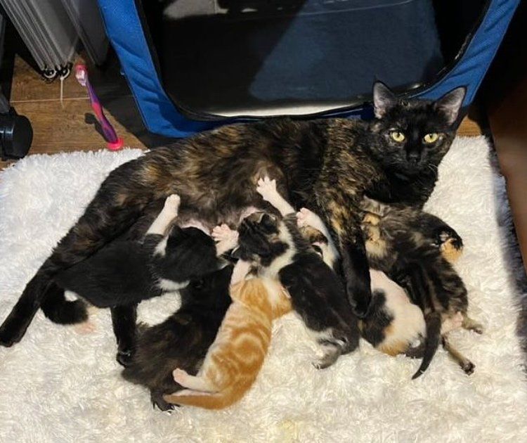 cat mom nursing kittens