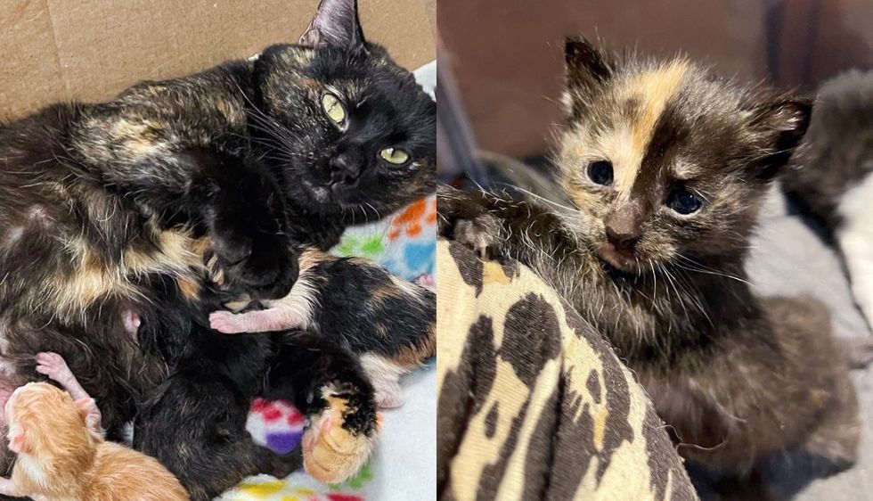 Cat Follows a Kitty Through Pet Door into a House, So Her Kittens Won't Have to Live Outdoors