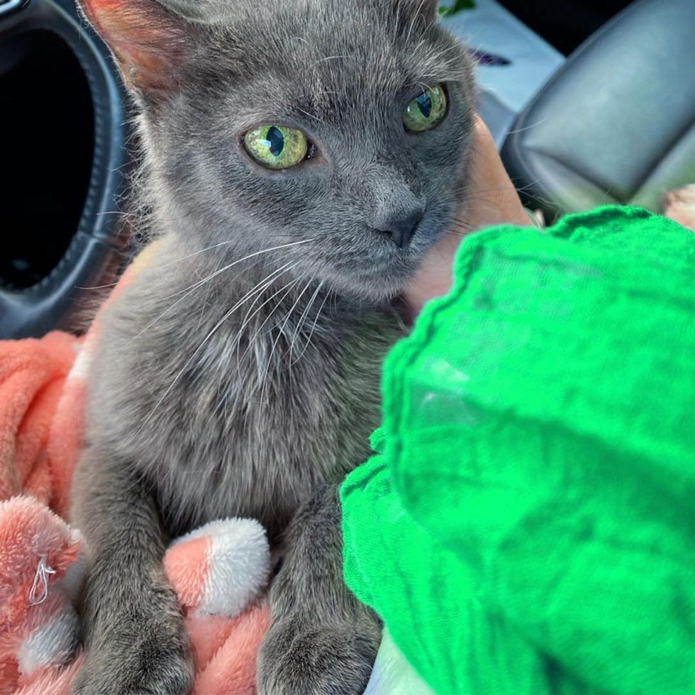 sweet snuggly older cat