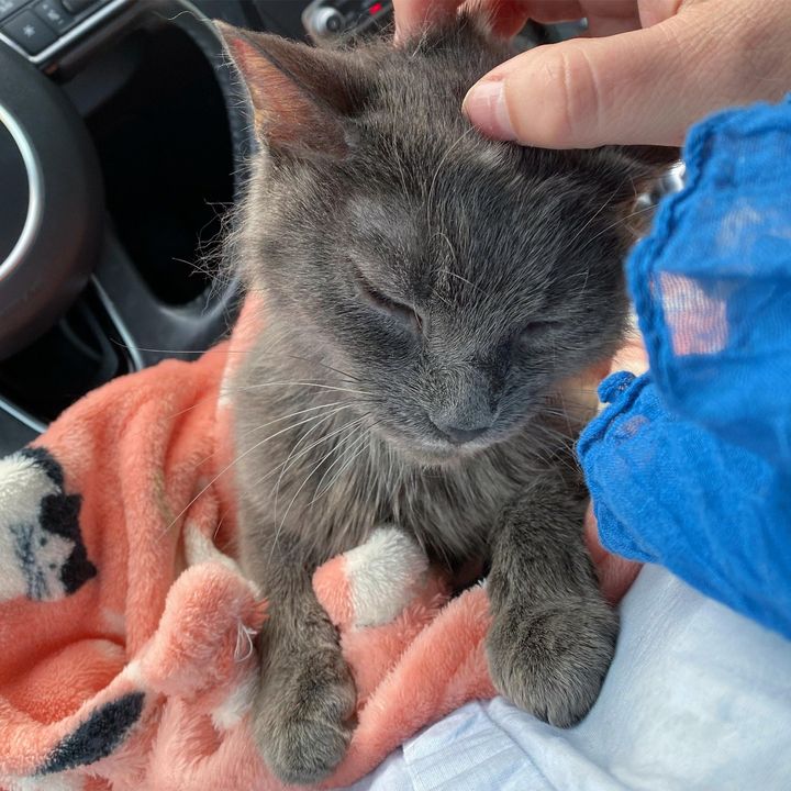 10 Year Old Cat Wandering in the Snow, Thankful to Be in a Warm Home