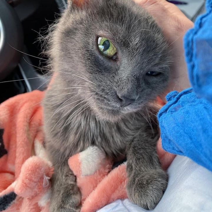 10 Year Old Cat Wandering in the Snow, Thankful to Be in a Warm Home