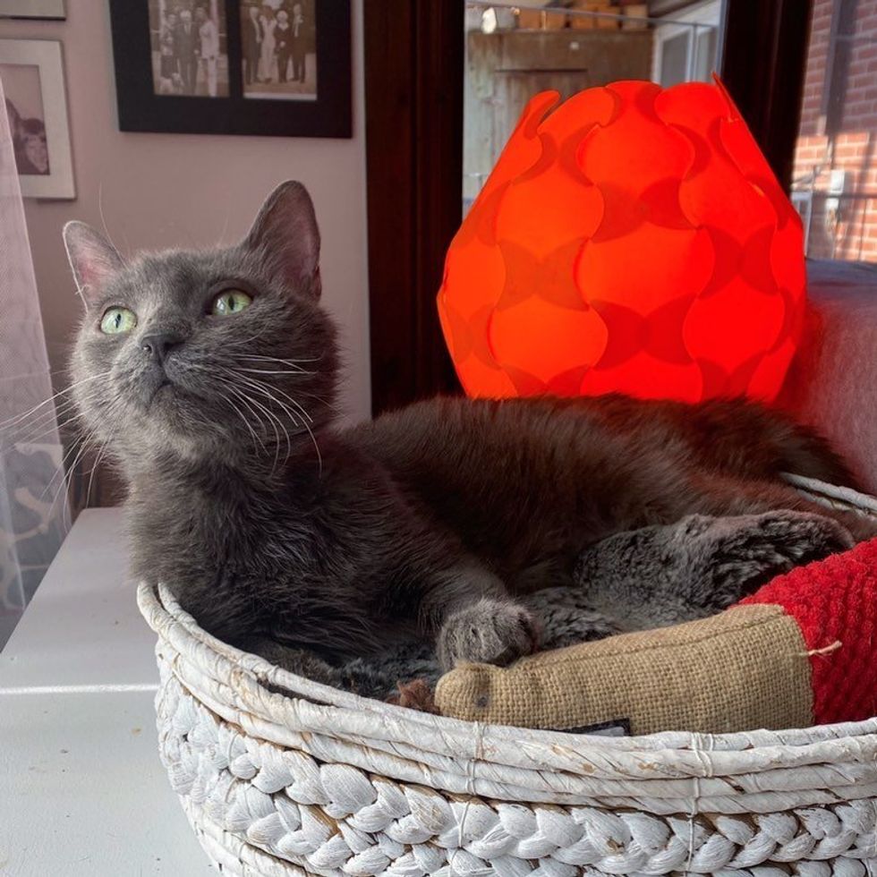 cat in basket sunbathing