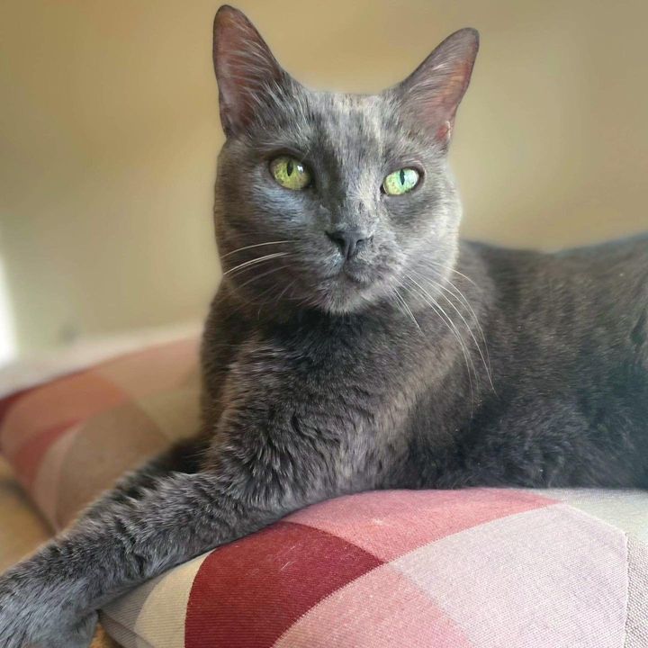 grey cat padmee
