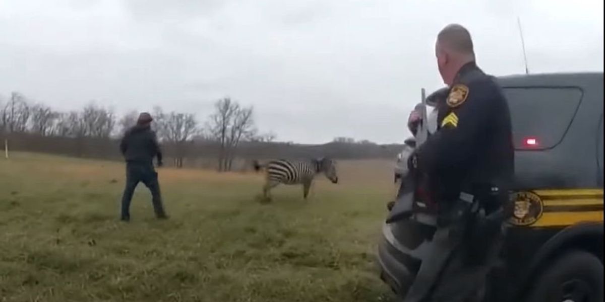 NextImg:VIDEO: Ohio police shoot zebra dead after it chews off the arm of its owner
