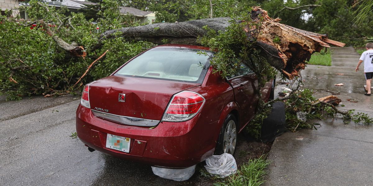 Fallen tree on top of a red car in the road