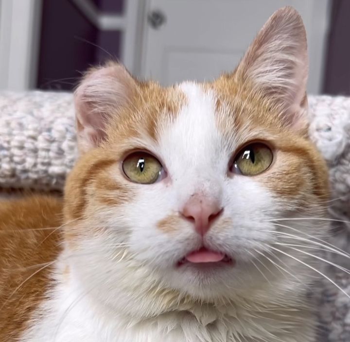 cute kitten tongue