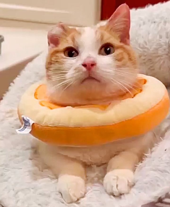 kitten cone sweet