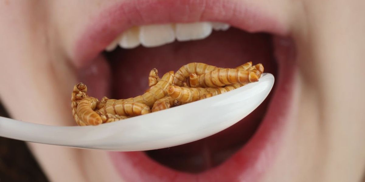 NextImg:'Dark climate change religion': Middle school teacher feeds sixth-graders bugs and climate alarmist propaganda
