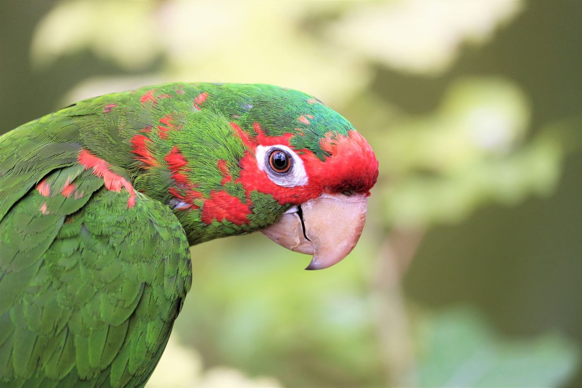 parrot beak; beak reconstruction; animal rescue; bird rescue; animals