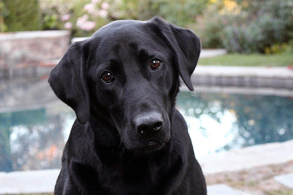 Small labrador best sale type dog