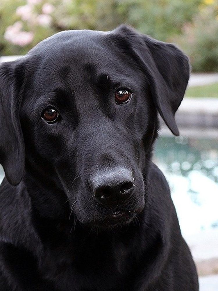 America's Popular Dog Breeds, 1900-1960