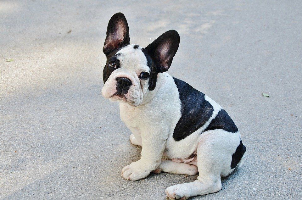 Kennel club french clearance bulldog