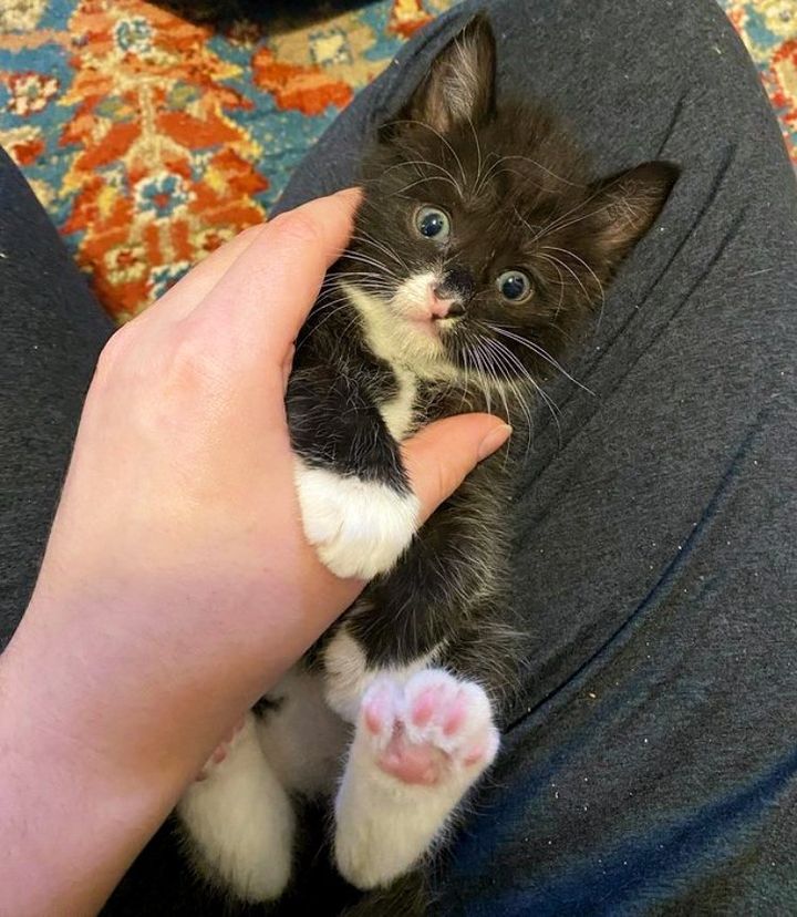 snuggly kitten lap cat