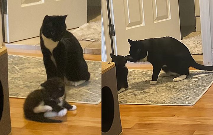 cat teaches kitten play