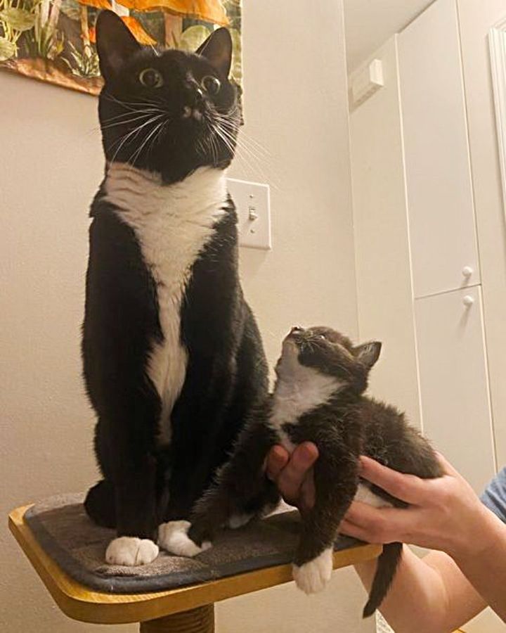 kitten cat friends tuxedos