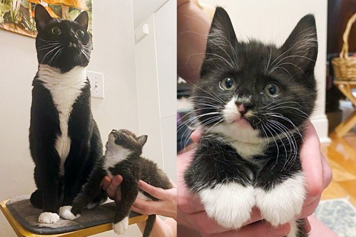 Kitten Starts Being Himself Again After Leaving Shelter, Now Has a Cat Buddy to Look Up to