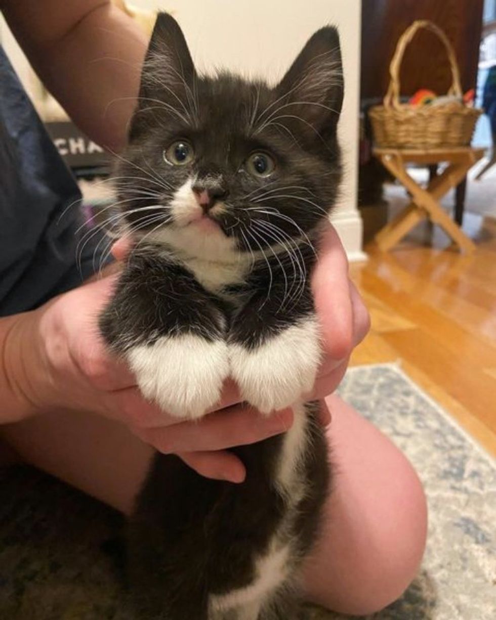 cute kitten paws