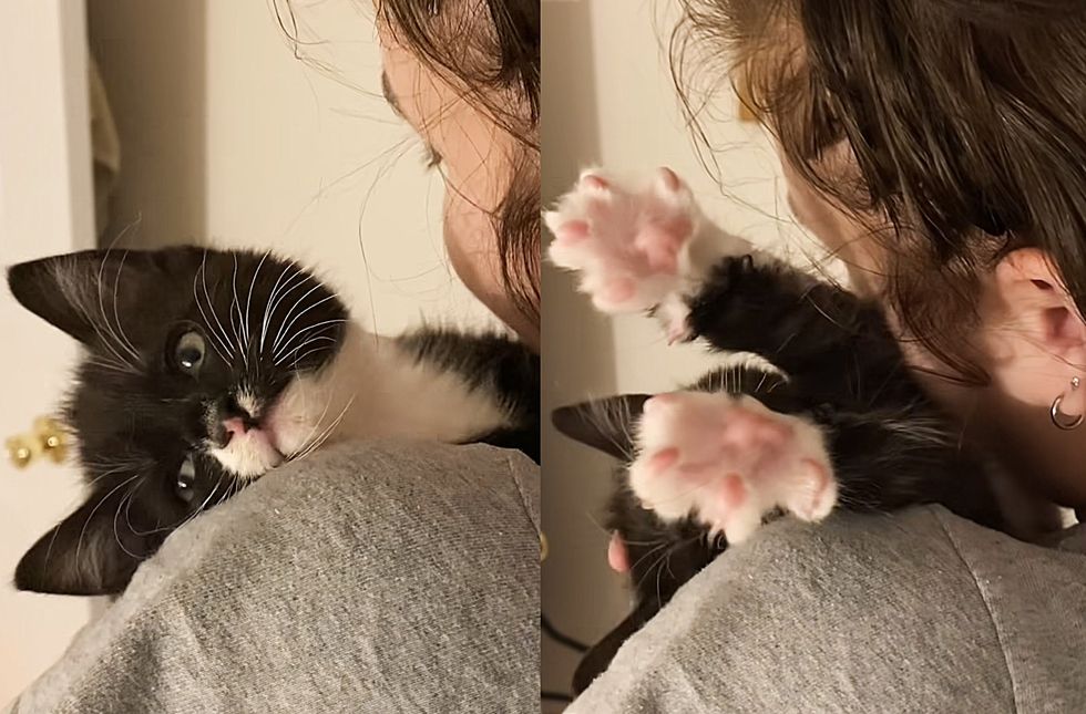cuddly kitten paws