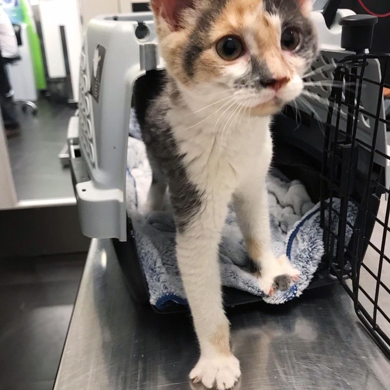 calico kitten wobbly