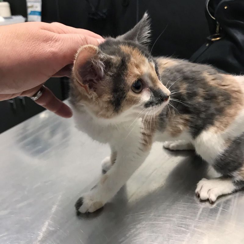 calico kitten wobbly