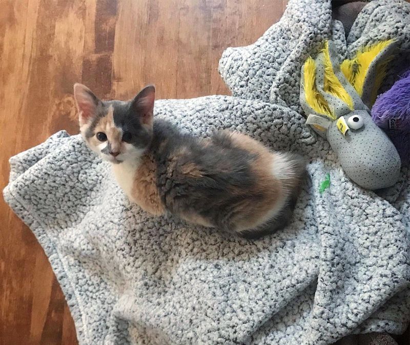 cute calico loafing