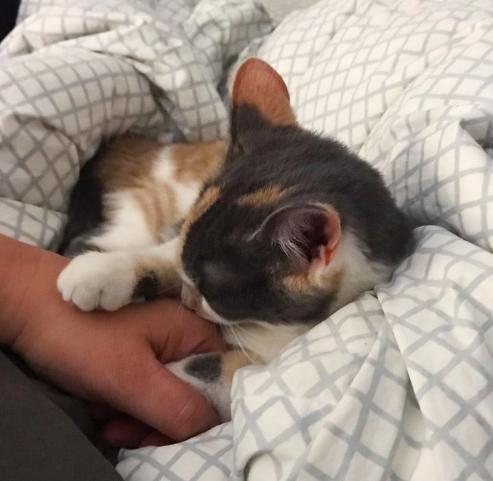 calico kitten holds hands