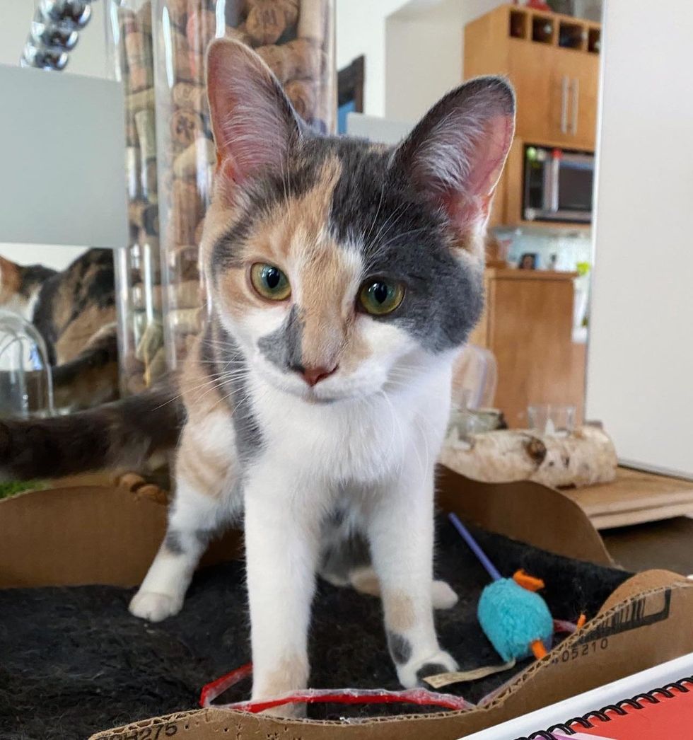 cute calico wobbly kitten