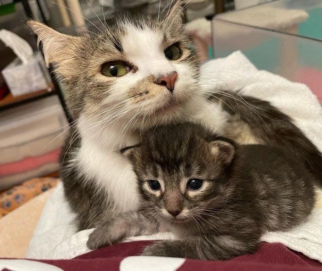 cat mom tabby kitten