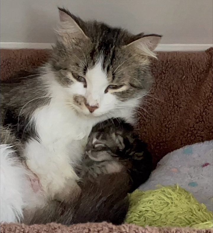 cat mom only kitten