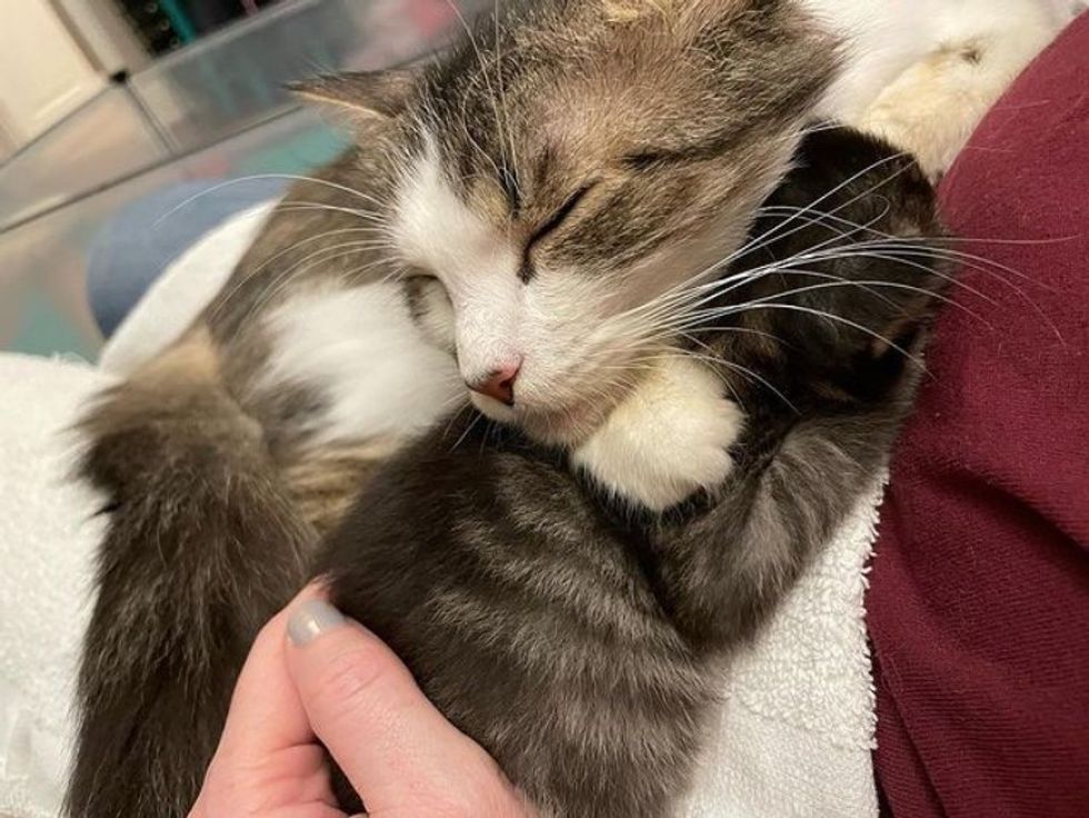 cat snuggling kitten