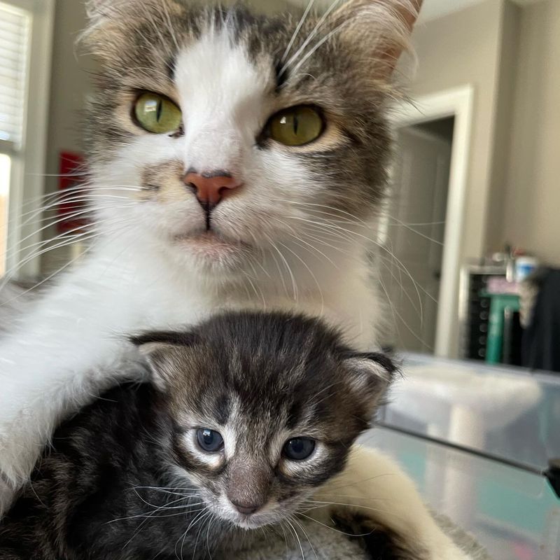 loving cat tabby kitten snuggling