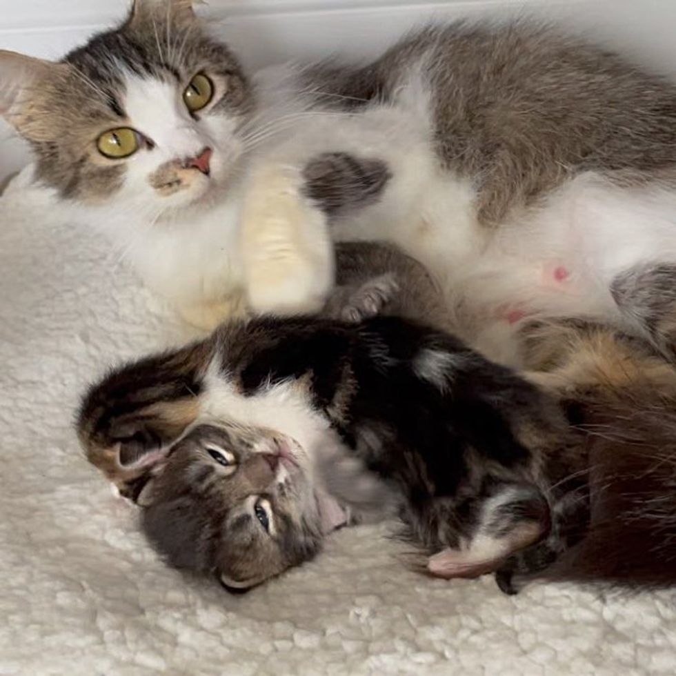 cat mom kittens snuggling