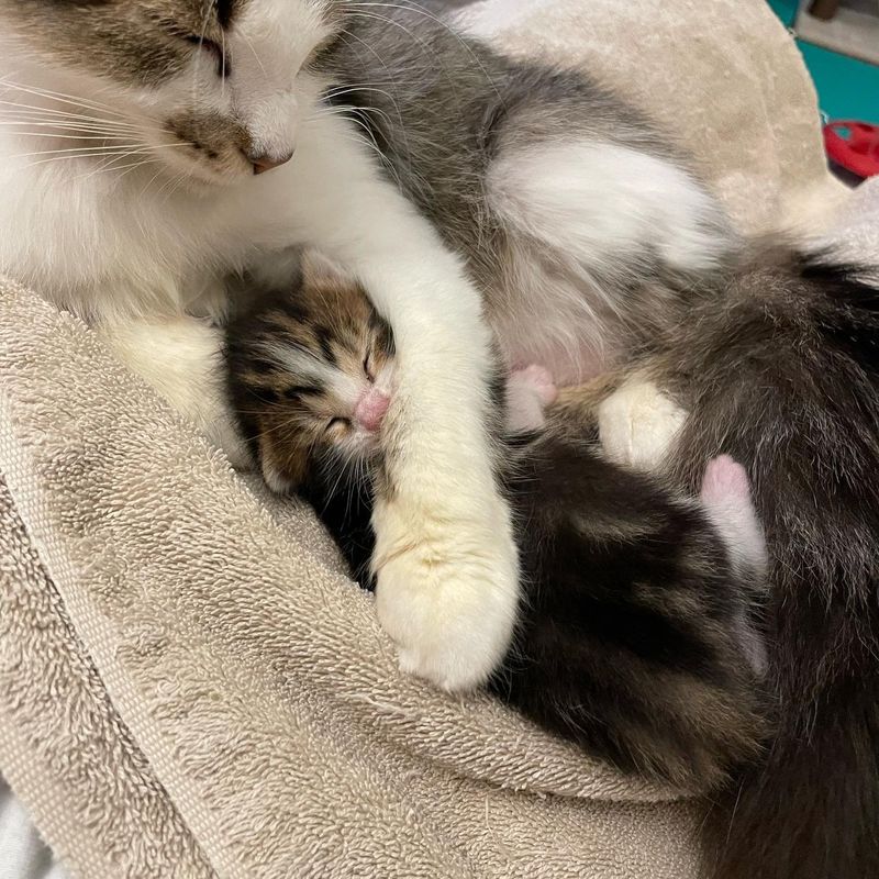 cat hugs sleeping kitten