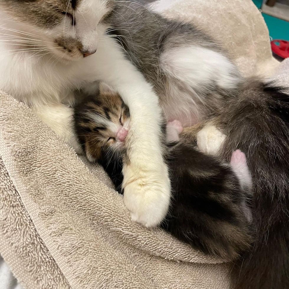 Cat Raises Her Miracle Kitten into Majestic Cat and Helps Another ...