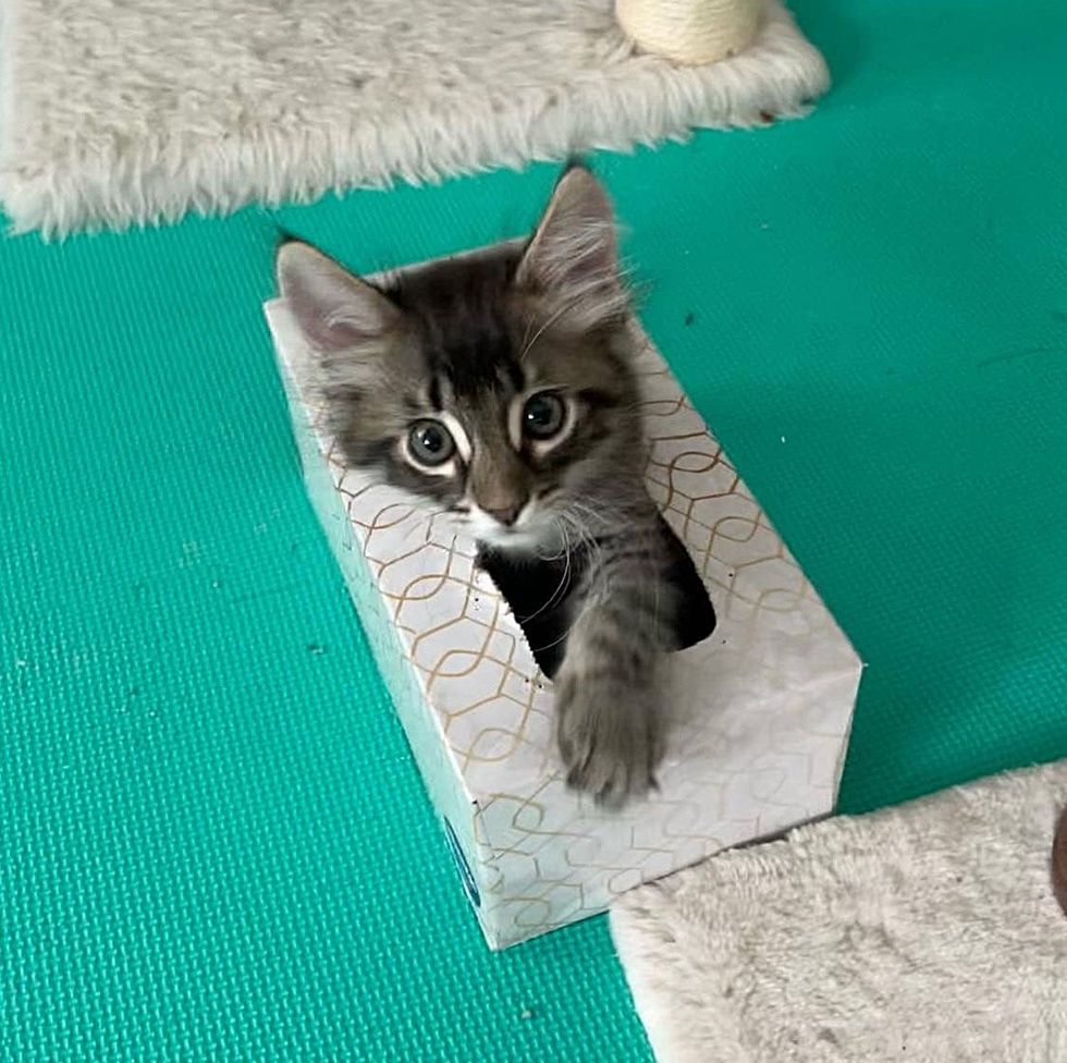 kitten playful box tybee