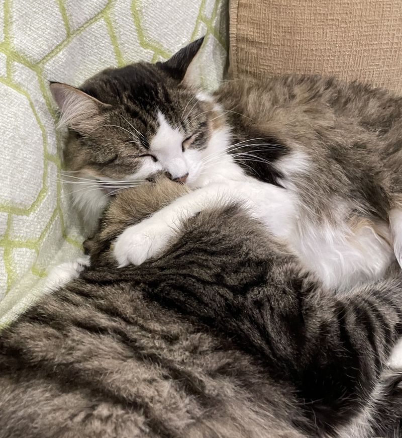 cat mom snuggling tabby