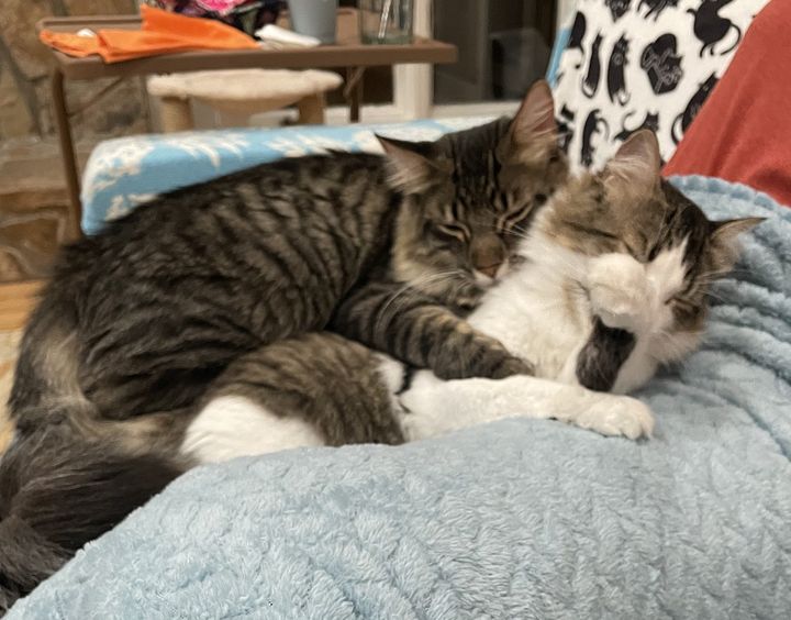 tabby cuddles cat mom
